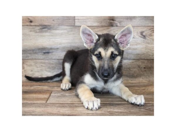 German Shepherd Dog DOG Female Black / Tan 1411 Petland Beavercreek, OH