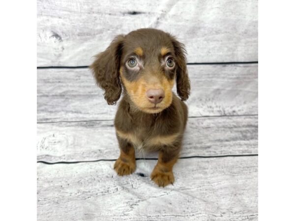 Dachshund DOG Male Chocolate / Tan 1409 Petland Beavercreek, OH