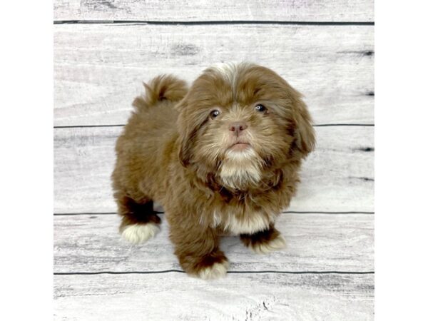 Shih Tzu DOG Female Chocolate 1421 Petland Beavercreek, OH