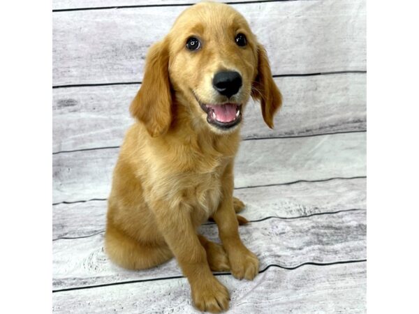 Golden Retriever DOG Female Golden 1437 Petland Beavercreek, OH