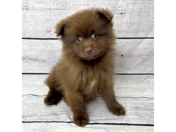 Pomeranian DOG Male Chocolate 1448 Petland Beavercreek, OH