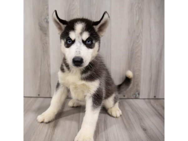 Siberian Husky DOG Male Black / White 1450 Petland Beavercreek, OH