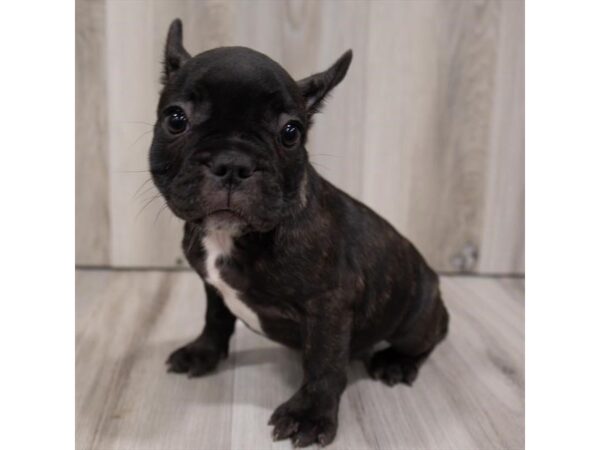 French Bulldog DOG Female Brindle 1451 Petland Beavercreek, OH