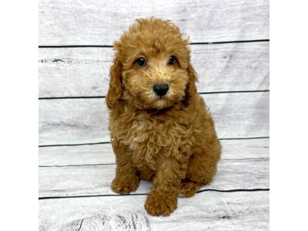 Goldendoodle Mini 2nd Gen DOG Female Red 1462 Petland Beavercreek, OH