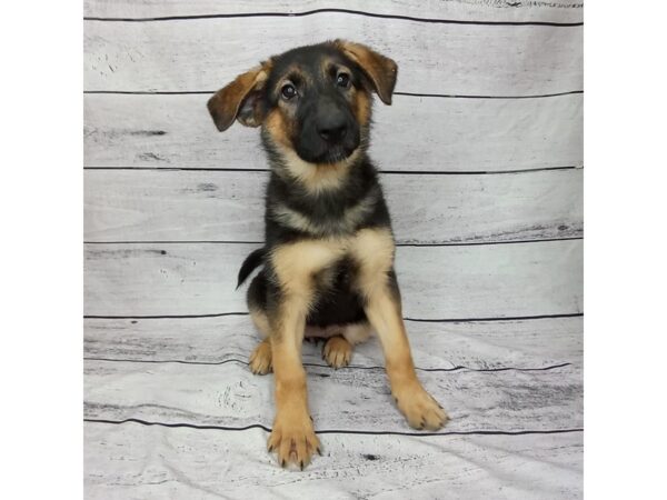 German Shepherd Dog DOG Female Black / Tan 1473 Petland Beavercreek, OH