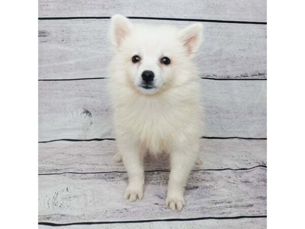 American Eskimo Dog-DOG-Male-White-1482-Petland Beavercreek, OH