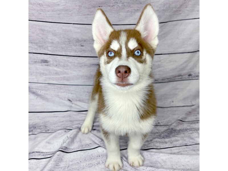 Siberian Husky Puppy Red & White ID:1476 Located at Petland