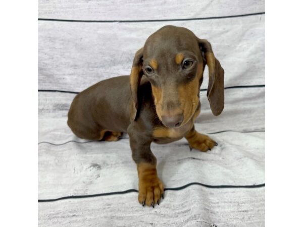 Dachshund DOG Male Chocolate / Tan 1472 Petland Beavercreek, OH