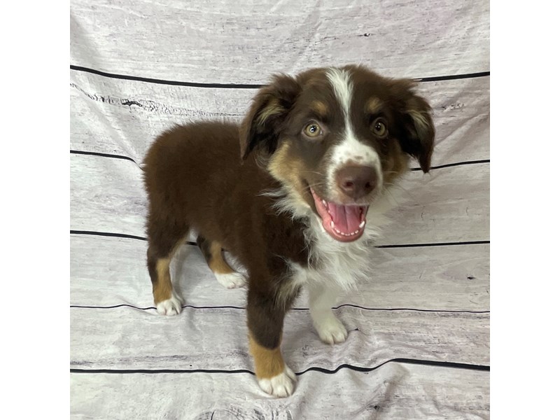 Australian Shepherd Puppy Red ID:1494 Located at Petland