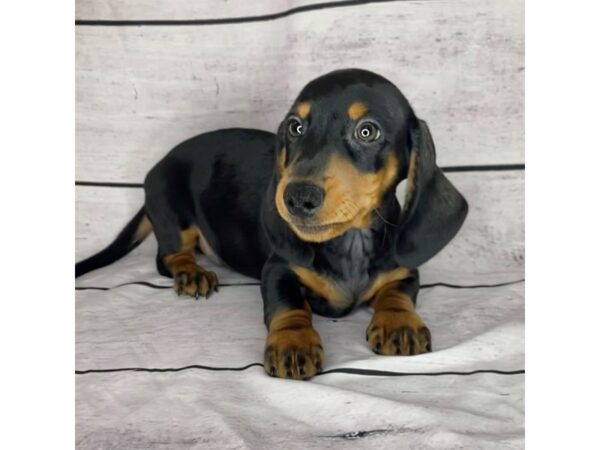 Dachshund DOG Male Black / Tan 1500 Petland Beavercreek, OH