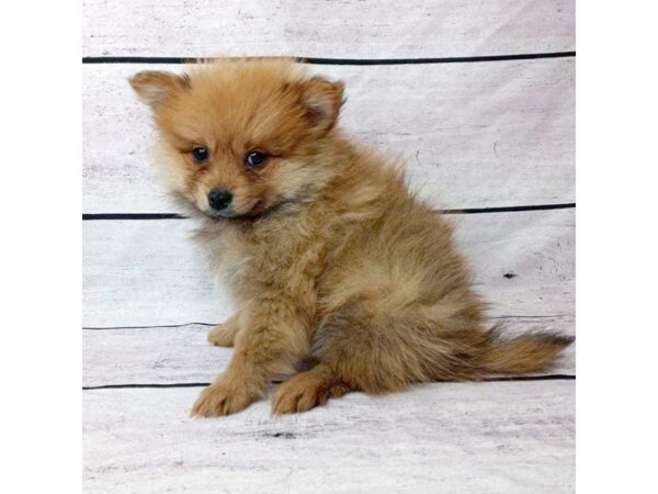 Pomeranian DOG Male Red 1508 Petland Beavercreek, OH