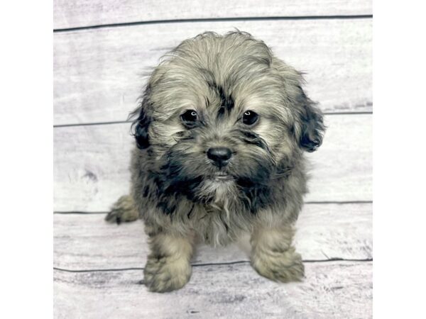 Peek-A-Poo DOG Female Red Sable 1529 Petland Beavercreek, OH