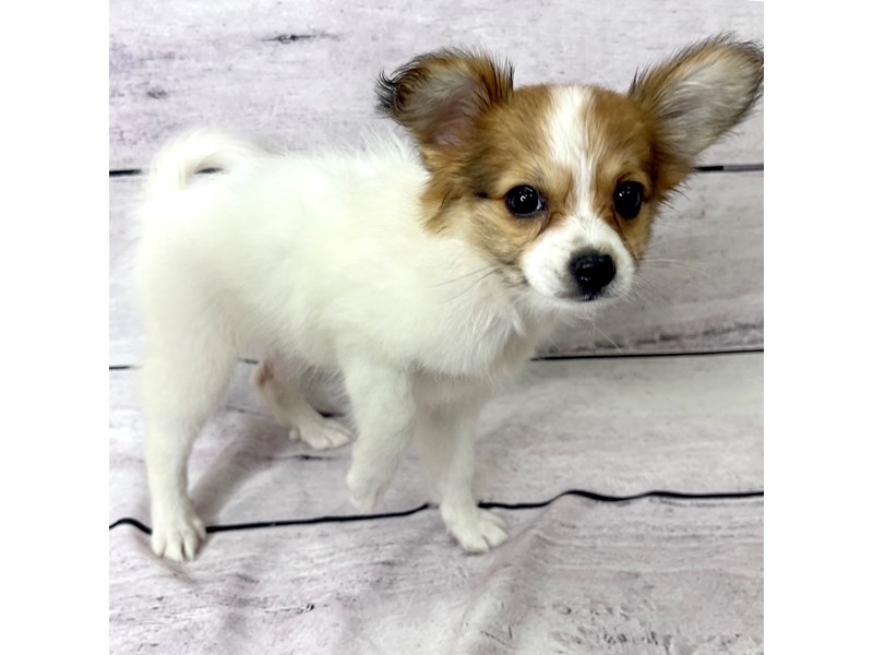 papillon出品 2209722_800.jpg