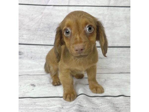 Dachshund DOG Male Wild Boar 1544 Petland Beavercreek, OH