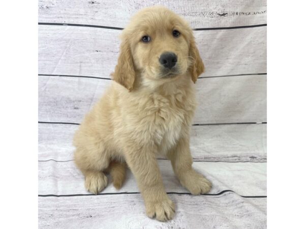 Golden Retriever DOG Male Golden 1543 Petland Beavercreek, OH