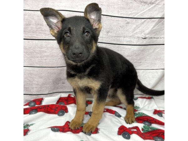 German Shepherd Dog DOG Female Black / Tan 1559 Petland Beavercreek, OH