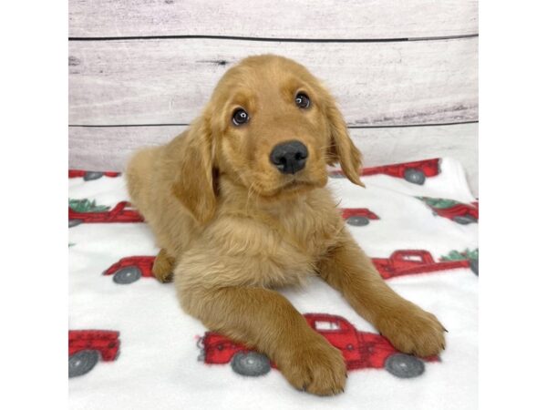 Golden Retriever DOG Male Golden 1575 Petland Beavercreek, OH