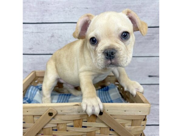 French Bulldog DOG Male Cream 1581 Petland Beavercreek, OH