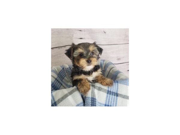 Yorkshire Terrier DOG Male Black / Tan 1592 Petland Beavercreek, OH