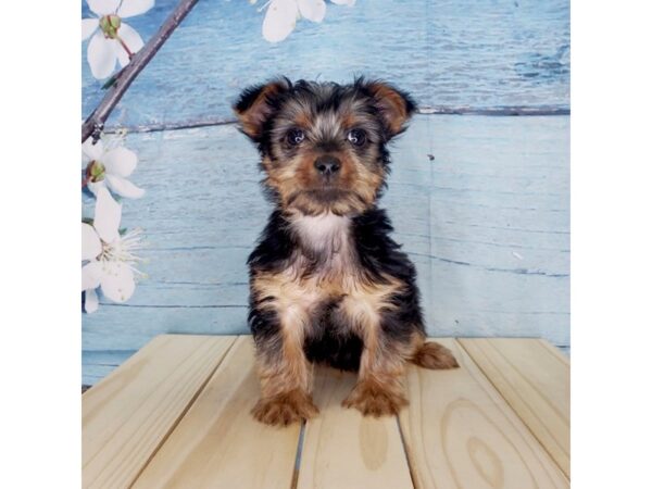 Yorkshire Terrier DOG Female Black / Tan 1623 Petland Beavercreek, OH