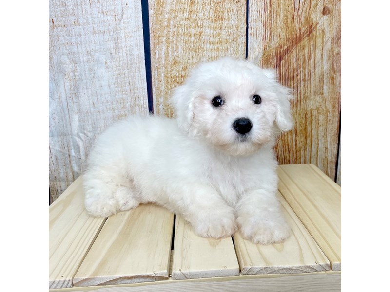 Bichon Frise Puppy White ID:1632 Located at Petland Beavercreek, OH