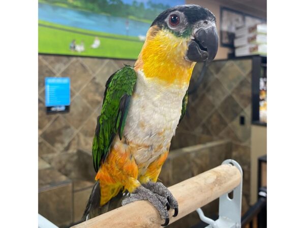 Black Headed Caique-BIRD---1687-Petland Beavercreek, OH