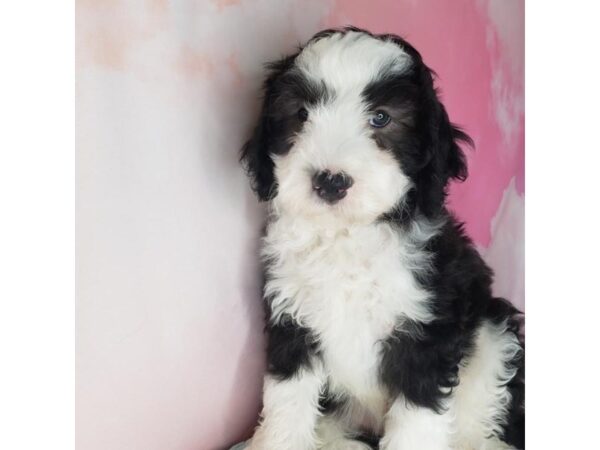 Sheepadoodle Mini-DOG-Male-Blue Gray / White-1657-Petland Beavercreek, OH