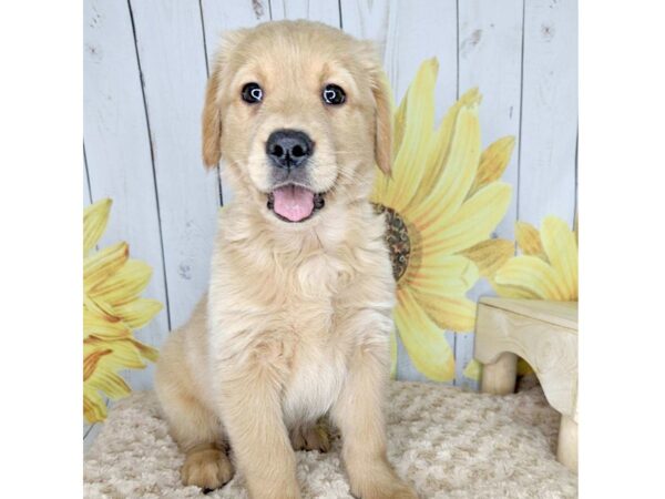 Golden Retriever DOG Male Gold 1677 Petland Beavercreek, OH