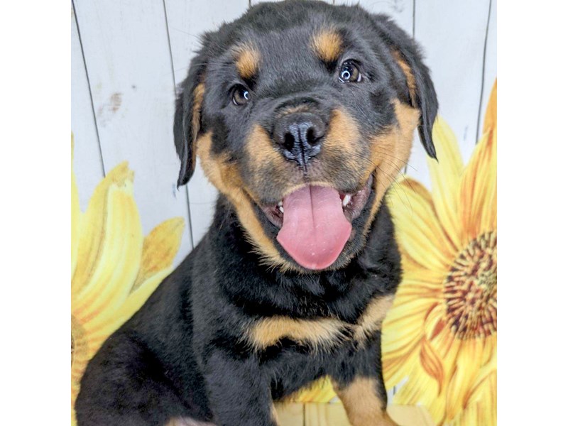Rottweiler Puppy Black / Rust ID:1683 Located at Petland