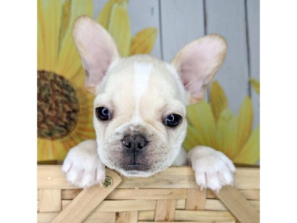 French Bulldog DOG Male Cream 1685 Petland Beavercreek, OH