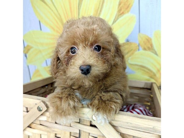 Toy Poodle DOG Male Red 1675 Petland Beavercreek, OH