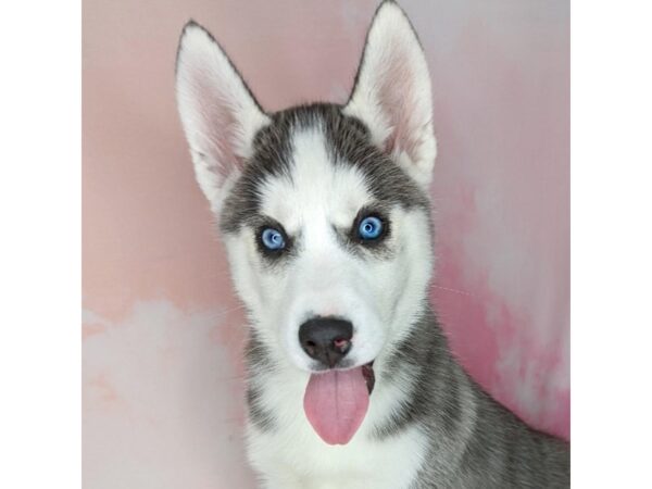 Siberian Husky DOG Male Black / White 1709 Petland Beavercreek, OH