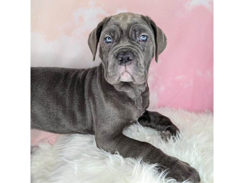 Neapolitan Mastiff Puppy Blue ID:1707 Located at Petland Beavercreek, OH