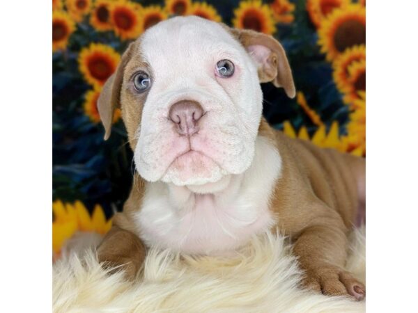 Victorian Bulldoge-DOG-Female-Fawn / White-1752-Petland Beavercreek, OH