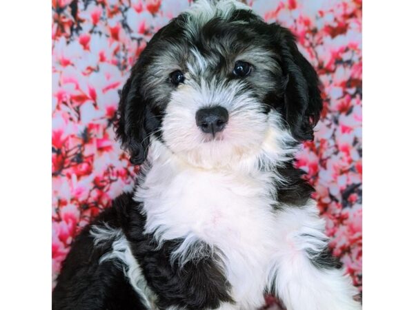 Sheepadoodle Mini DOG Female Blue Gray / White 1762 Petland Beavercreek, OH