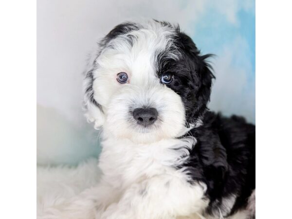 Sheepadoodle Mini-DOG-Female-Black / White-1775-Petland Beavercreek, OH