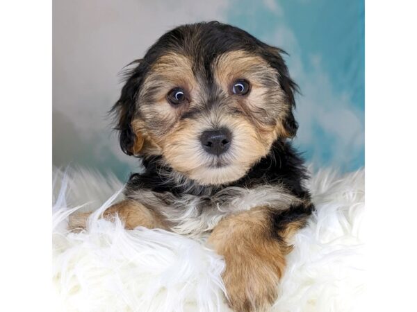 YorkieChon DOG Female 1772 Petland Beavercreek, OH