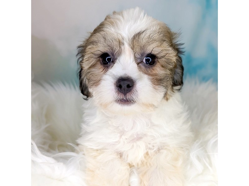 Teddy Bear Puppy white & brown ID:1769 Located at Petland