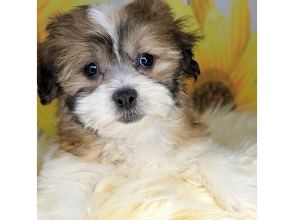 Shipoo DOG Female brown and white 1785 Petland Beavercreek, OH