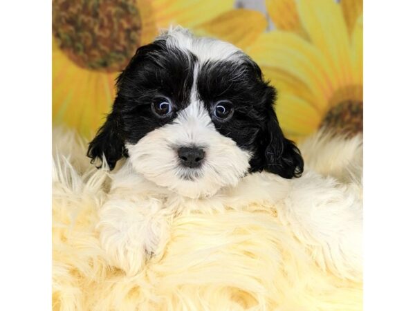 Shipoo DOG Female balck and white 1784 Petland Beavercreek, OH