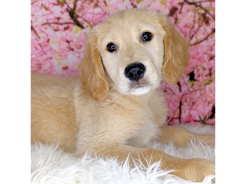 Golden Retriever Puppy Golden ID:1803 Located at Petland