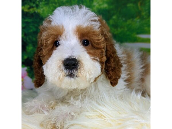 Moyen Poodle DOG Male red and white 1814 Petland Beavercreek, OH