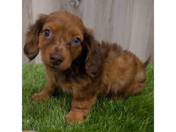 Dachshund DOG Male Wild Boar 1828 Petland Beavercreek, OH