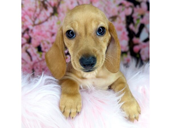 Dachshund DOG Female Red 1829 Petland Beavercreek, OH