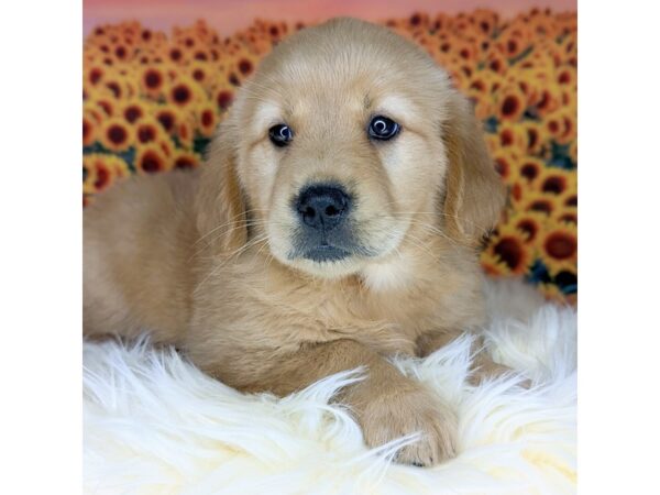 Golden Retriever DOG Golden 1839 Petland Beavercreek, OH