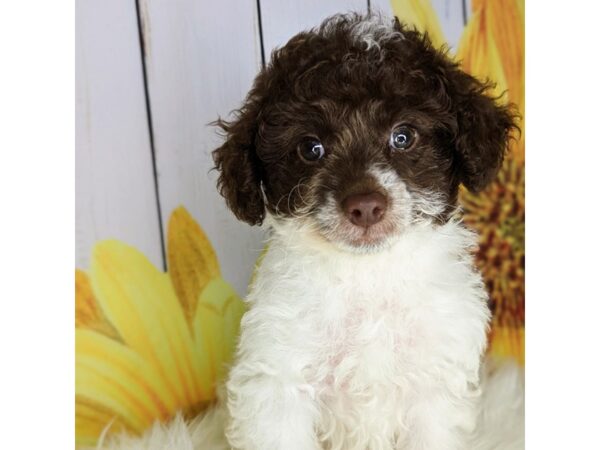 Mini Labradoodle DOG Male chocolate & white 1841 Petland Beavercreek, OH