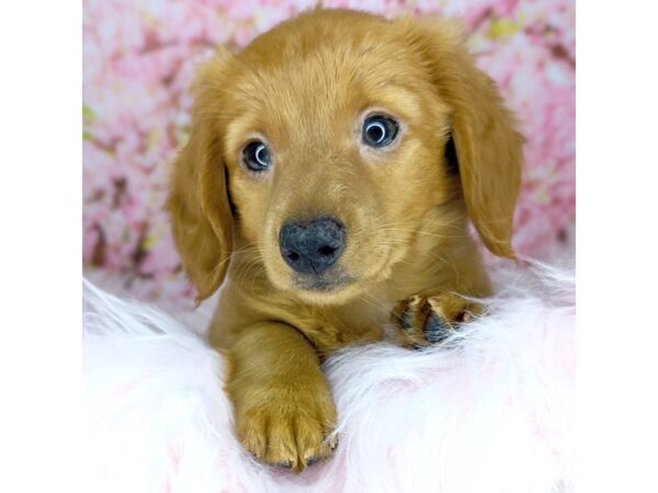 Dachshund DOG Female Red 1873 Petland Beavercreek, OH