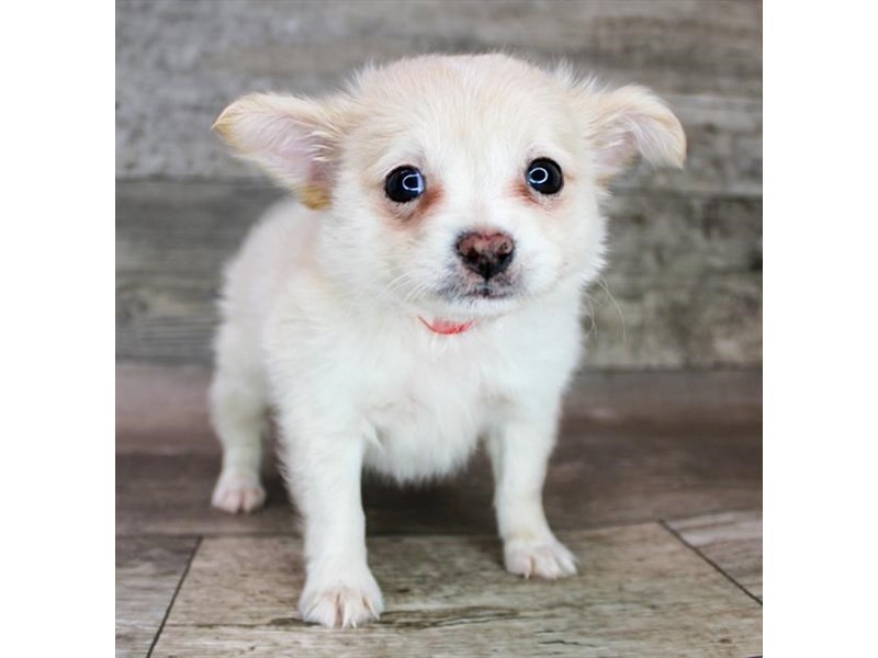 Chihuahua Puppy Cream ID:1895 Located at Petland Beavercreek, OH
