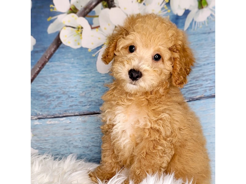 Poodle Puppy Apricot ID:1890 Located at Petland Beavercreek, OH