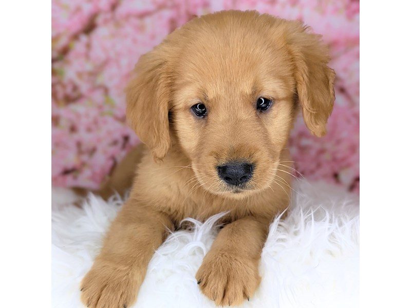 Golden Retriever Puppy Red ID:1927 Located at Petland Beavercreek, OH